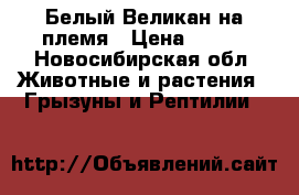 Белый Великан на племя › Цена ­ 500 - Новосибирская обл. Животные и растения » Грызуны и Рептилии   